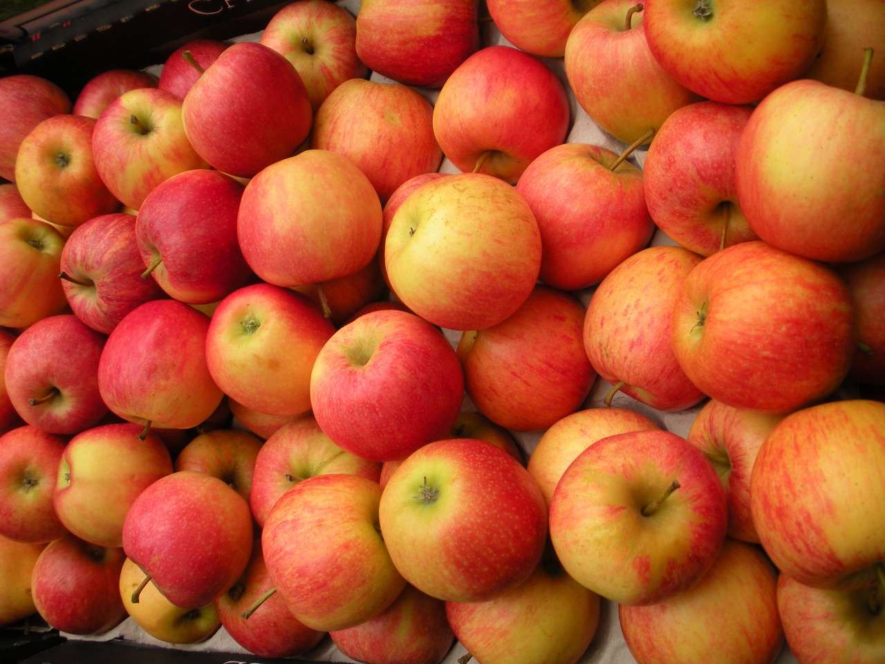 С 24 июля в Россию снова можно поставлять белорусские яблоки