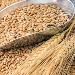 Министерство экономического развития согласовало проект постановления о временной квоте на экспорт зерна